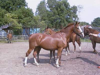 Foto van Jelma-Jane