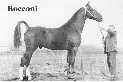 Foto van Rocconi