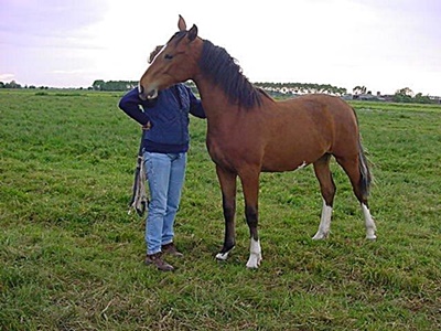 Foto van Toermalijn