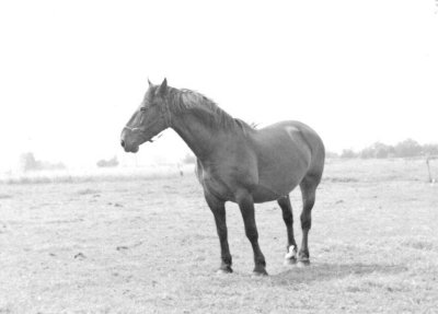 Foto van Vreugdeknop