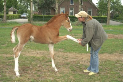 Foto van Berbervivera