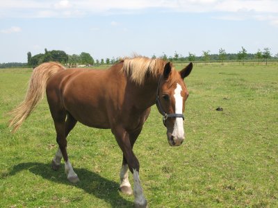 Foto van Myrtle