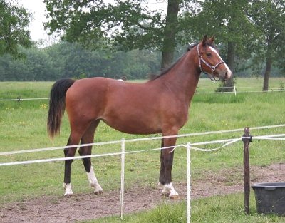 Foto van Brechtje/Bolindra