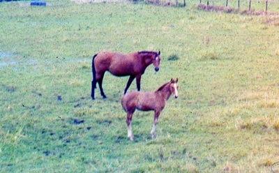 Foto van Zilvervivera